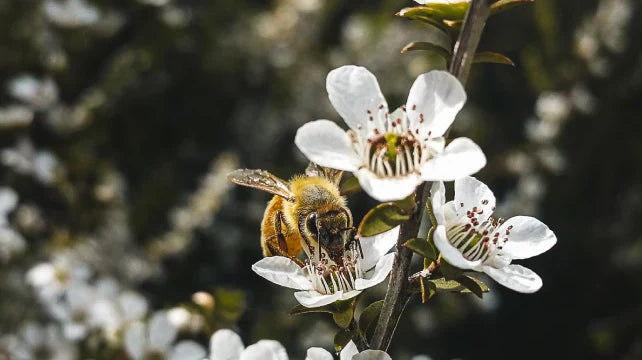 The True Honey Company - den ultimative Manuka Honning oplevelse