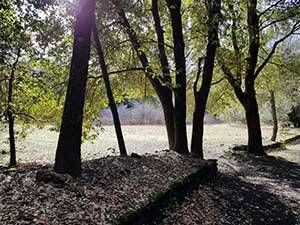 Foto af solbeskinnede træer i en lysning.