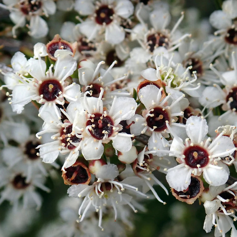 foto af Kanuka blomster