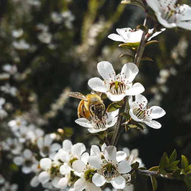 The True Honey Company - den ultimative Manuka Honning oplevelse