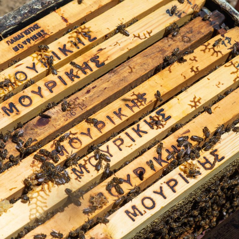 Bi stade med bier fra MOYPIKHE  fra Grækenland